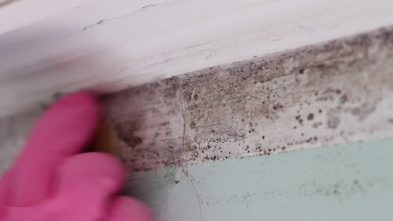Dehumidification Services in Dover, DE